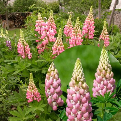 Lupinus polyphyllus 'Lupini Pink Shades' - Hulgalehine lupiin 'Lupini Pink Shades' P9/0,55L